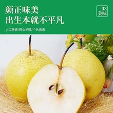 河北特产赵县雪花梨冰糖雪梨应季新鲜水果梨子3/5/10斤中大果整箱