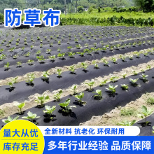 防草布园林大棚农用除草布黑色地膜农用薄膜打孔切片PP编织防草布