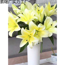 香水百合花多头鲜花花束云南昆地现采直发水养鲜花真花云南