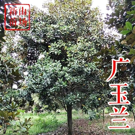 园林果树;乔木;灌木