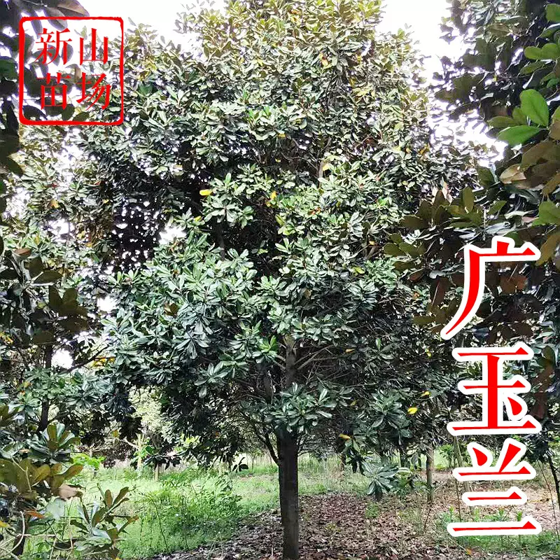 广玉兰【浙江嵊州】广玉兰树苗 15-25公分 退林还耕 清地处理