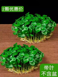 �~�X��ˮ��ֲ���Ϙ������҃���ˮ�B���~���X�ݸ�ѿ���B���B��Gֲ