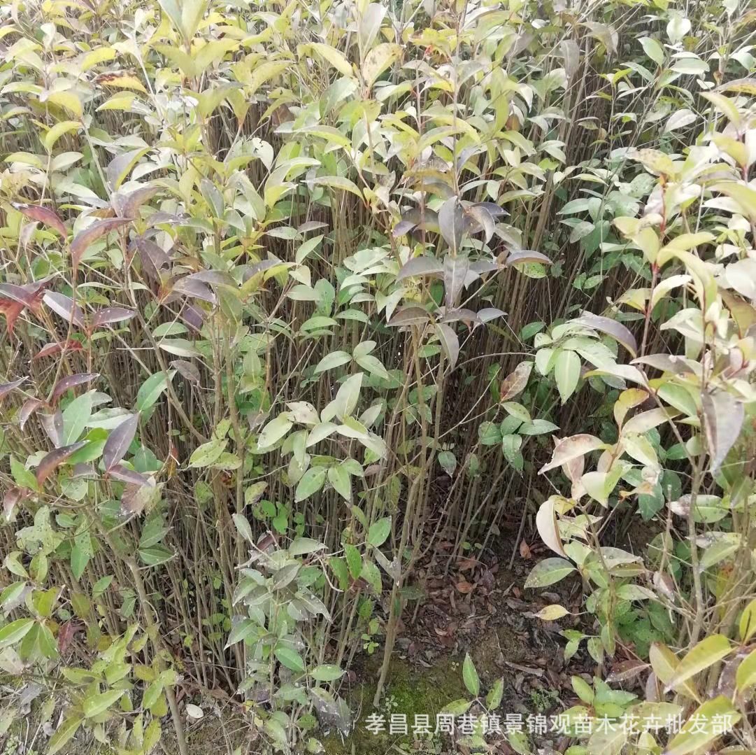 四季常青风景树农户直销绿化苗木高杆大叶女贞树苗批发价格