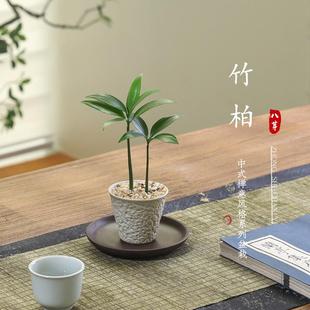 Bamboo and Cypress Potted Indoor Living Room Easy-To-Grow Flowers and Green Plants Office Desktop Four-Season Evergreen Plant Ornaments Bonsai