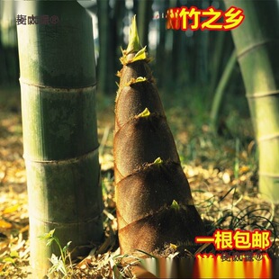 Foreign Trade Large Bamboo Seedlings Edible Bamboo Shoots Giant Dragon Bamboo Seedlings Bamboo Seedlings Moso Bamboo Seedlings Courtyard Bamboo Seedlings