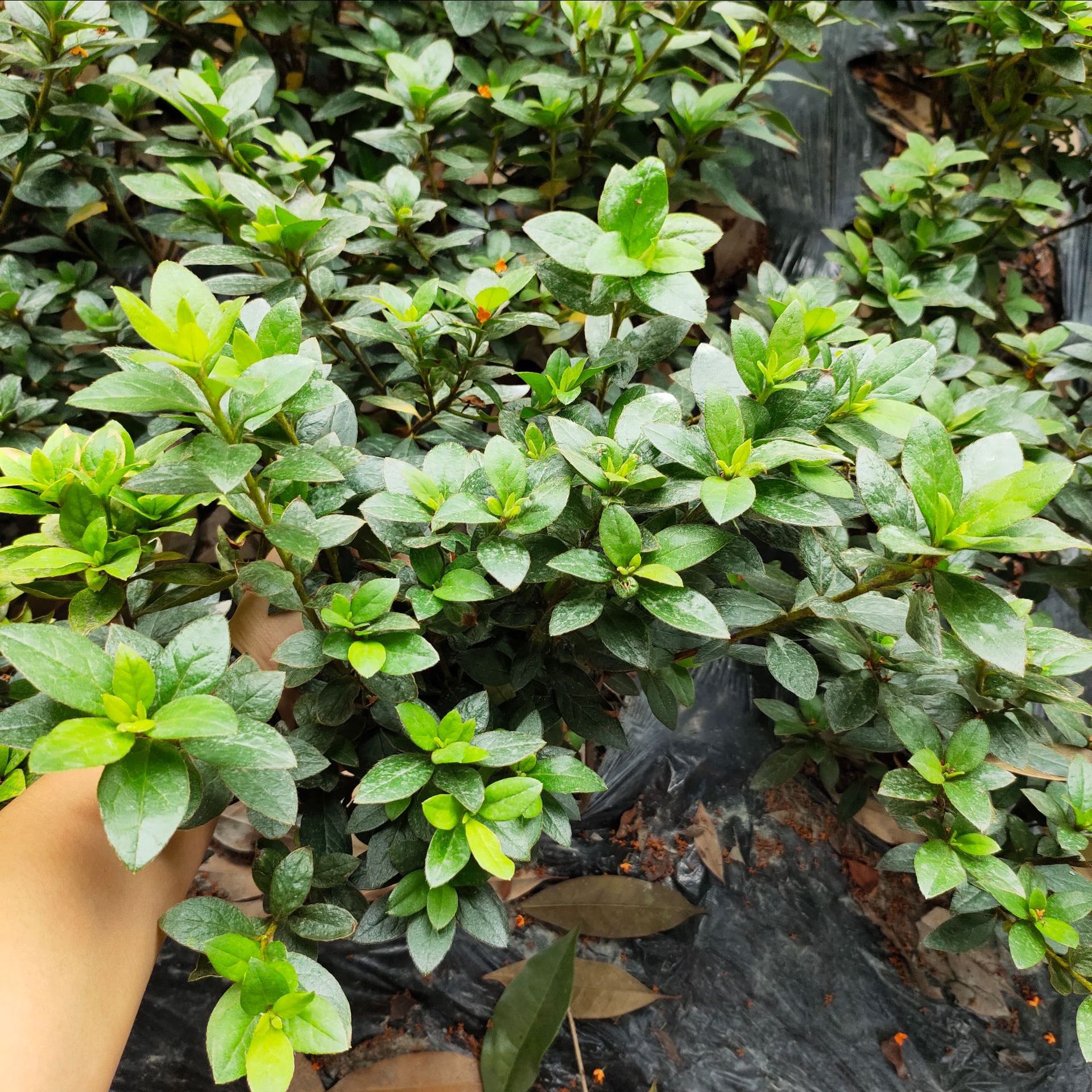 夏娟苗,(第22页)_大山谷图库
