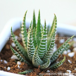 Twelve Volumes, Twelve Highs, Twelve Sharks, White Stripesd Succulents 4-6cm