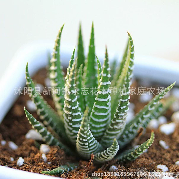 Двенадцать томов, Двенадцать высот, Двенадцать акул, белые полосатые суккуленты 4-6 см.