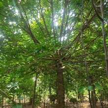 ��ľ���ع��@���^���̾G������Ǘ��L�����NҎ���^�~�L����