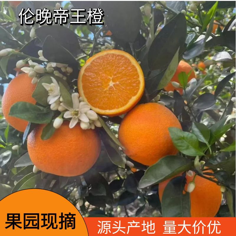 Directly Shipped from the Place of Origin, Zijin Lunwan Emperor Orange Is a Seasonal Thin-Skinned Fresh and Juicy Sweet Orange for Pregnant Women