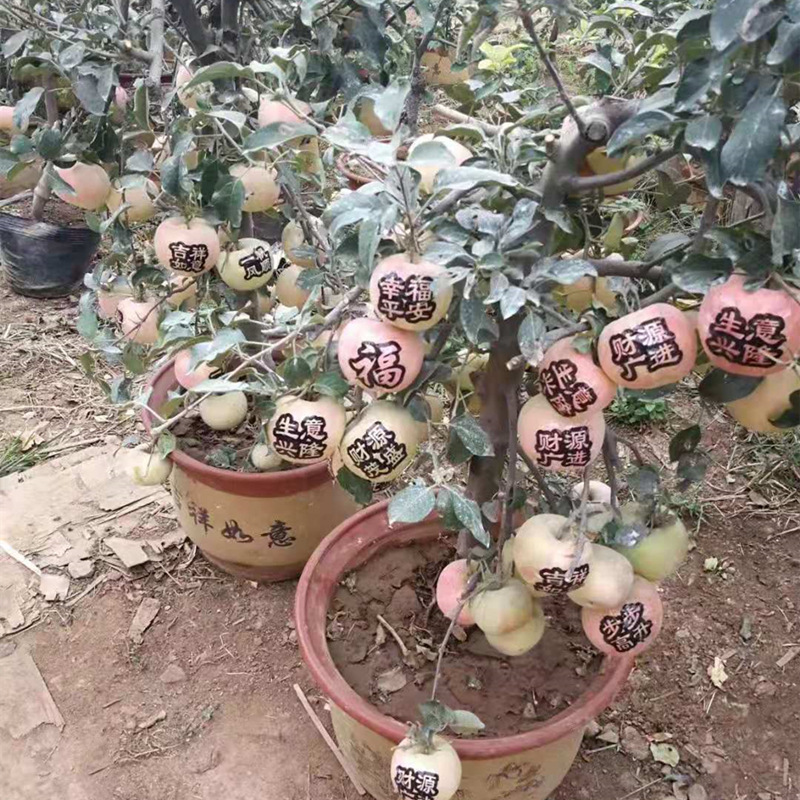 出售海棠果盆景  挂果数量多树形漂亮适合阳台种植苹果树盆景