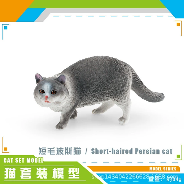 PL127-1549 Short-haired Persian cat 84G