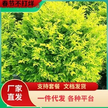 һ�����l�S���~��ľͥԺ���̘�����~Ůؑ�ļ�����G����h����ľ