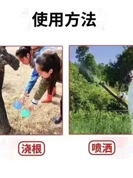 大きな木の腐った根の薬、一滴の死んだ木の粉、死んだ木の根、腐った木の王様の根の薬、腐食剤|undefined