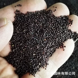 种子;其他园林植物;灌木