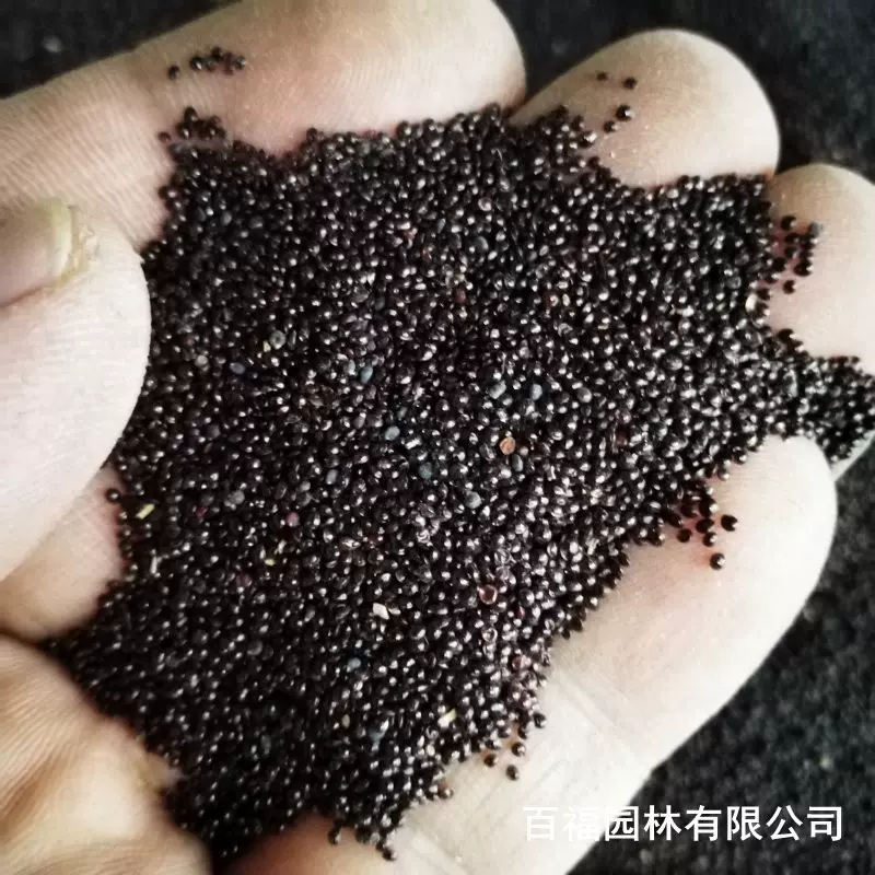 产地批发马齿苋种子易活种籽庭院公园花海花种