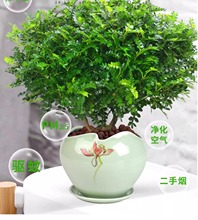 清香九里香绿植胡椒木盆栽花卉室内外驱蚊草植物树苗老桩盆景