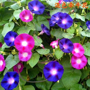 Morning Glory Seeds Outdoor Morning Glory Climbing Plant Mixed Color Balcony Potted Ornamental Flower Seeds Garden Art Petunia