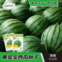 黄金宝西瓜种子花皮黄心西瓜种子绿皮黄芯西瓜礼品西瓜20粒