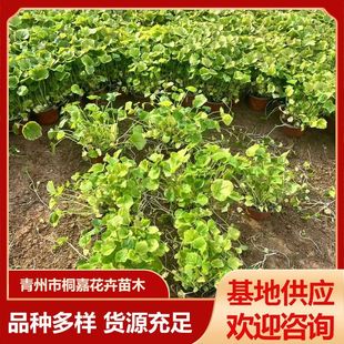 Qingzhou Supply Landscaping Project Seedlings Perennial Four-Season Florals Flower Sea February Orchid Potted Plants