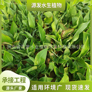 Supply of Aquatic Plants to Purify Water Quality, Pond Greening, River and Wetland Greening, Various Aquatic Plants