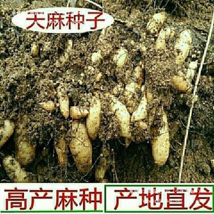 ��Nֲ��N��Ұ�����黨��0���N���r�F�ڸ߮a�҃�������N����