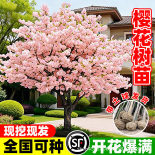 �ѻ�����ͥԺ���Ⱦ����Ұ�ѻ���e���ϱ����Nֲ���ԸߗU�ͺ���ľ