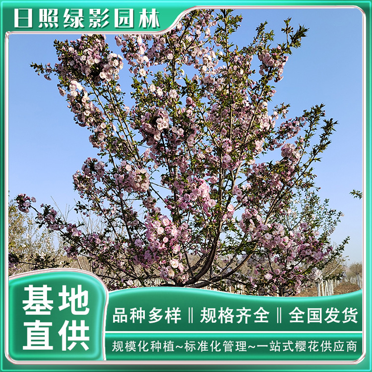 IMG_20220410_072937 副本.jpg