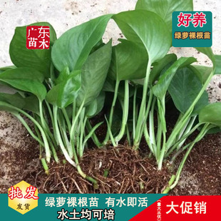 �G�}ˮ�����ԾG�}����ȩ�G�}�粻������~�G�}ˮ�����ֱ�l