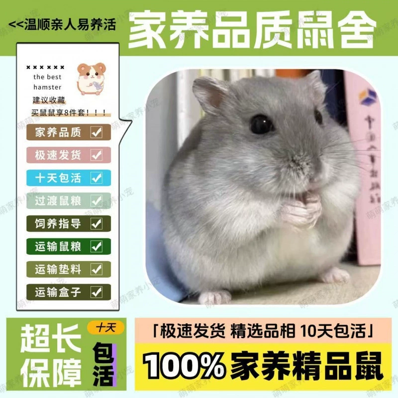 Живой вакцинный хомяк, фиолетовый хомяк, золотистый хомяк, пара, трехлинейный молочный чайный пудинг, пара серебряных лис