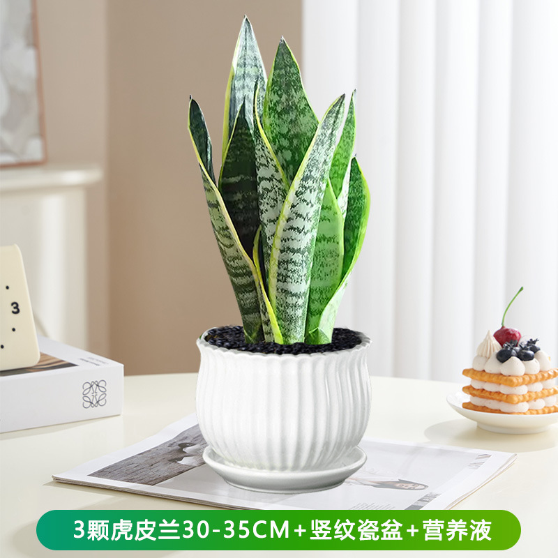 호랑이 난초 30-35cm 3개 + 세로무늬 도자기 화분 + 영양액