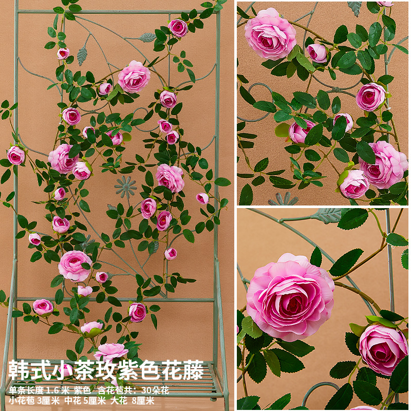 보라색 한국 차 장미 꽃 덩굴 1.75 미터