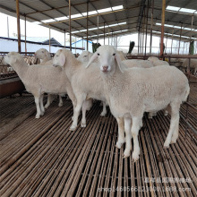 Сβ���򲨠�ɽ��Ų��d������N��������ṩ����