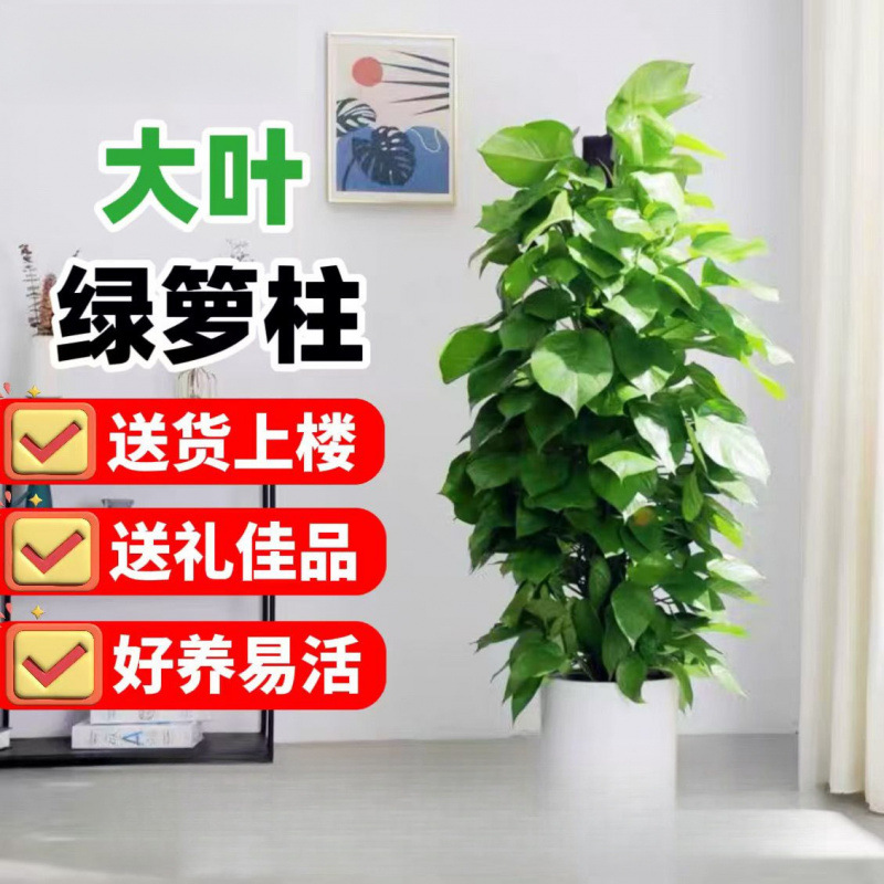 大叶绿萝柱盆栽客厅绿植办公室内吸甲醛净化空气大型绿箩好养易活