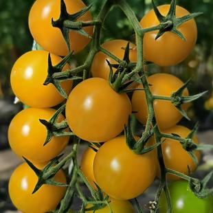Summer Sunshine Hezera Tomato Seeds F1 Imported from Israel Hezera Summer Sunshine Small Tomato Seeds