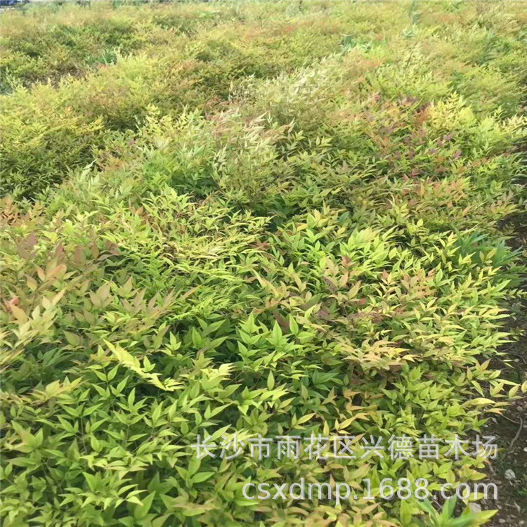 微信图片_201909032037093