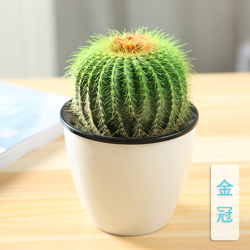 골든크라운(T2흡수조) 무비료