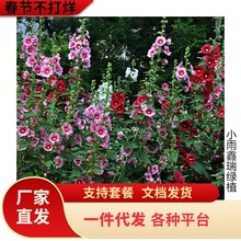 һ�����l����N�׻��ļ��N������ͥԺ����N�_������������