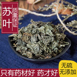 中药材 野生苏叶 正品紫苏叶 纯天然新鲜干货 泡茶 500克包邮