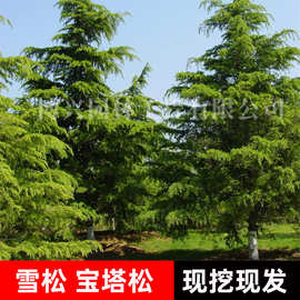 雪松树苗圣诞树苗四季常青宝塔松耐寒绿化松树苗雪松苗迎客松小苗