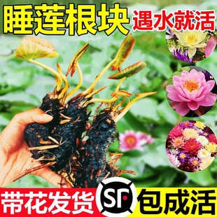 ˮ���˯ɏ���K�ļ��_���~�׳����ɻ�����ˮ�B����ֲ�������ɏ