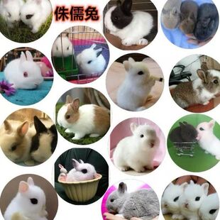 С���ӻ��w�����û���٪���ô�����С���L�����P�۲豭��؈؈�ù�