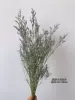 With the little lover's grass (need to take it with the products in the store)
