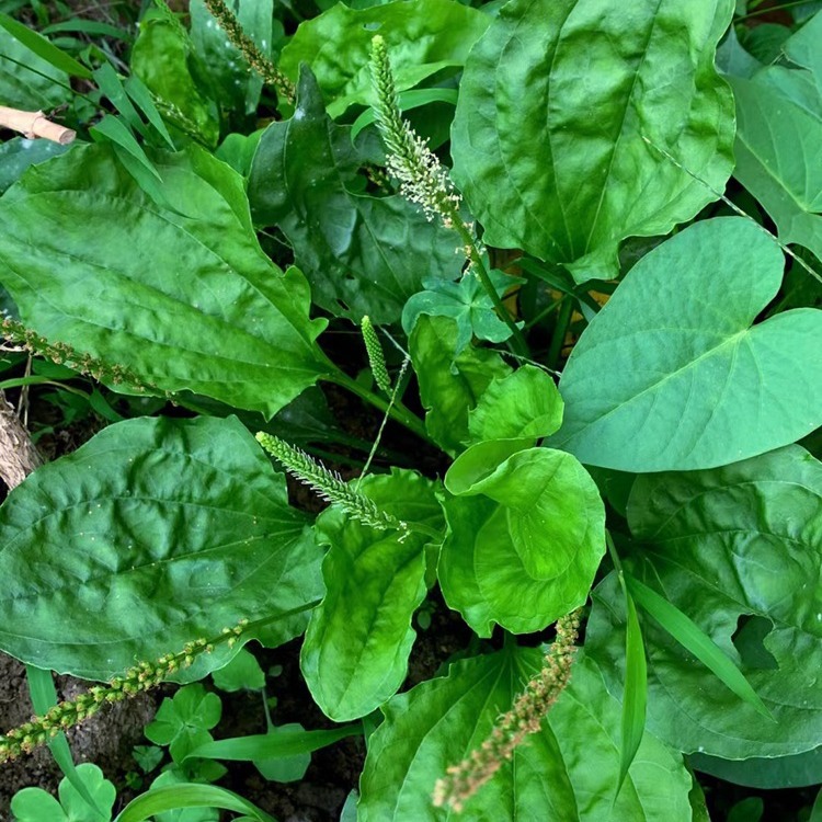 食用车前草种子平车前野菜四季播种中药材车轮菜野生车前子籽包邮