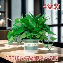 �����҃Ȼ���ֲ��������ȩ�Gֲˮ����B�L�����l~���~�G�j