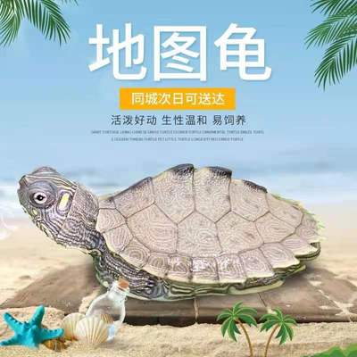 外塘深水龜觀賞龜小地圖烏龜密西西比黑瘤爆刺地圖龜苗烏龜批發
