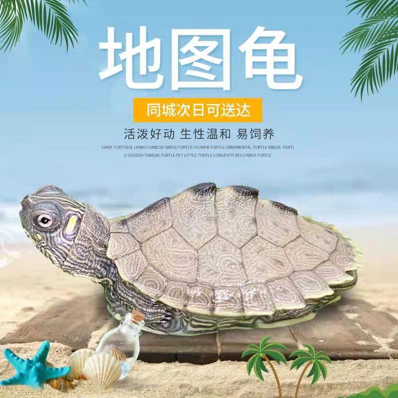 外塘深水龟观赏龟小地图乌龟密西西比黑瘤爆刺地图龟苗乌龟批发|ms