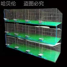 新型母兔免子兔粪笼荷兰猪笼子笼子养殖母大免清笼肉兔繁殖笼兔笼