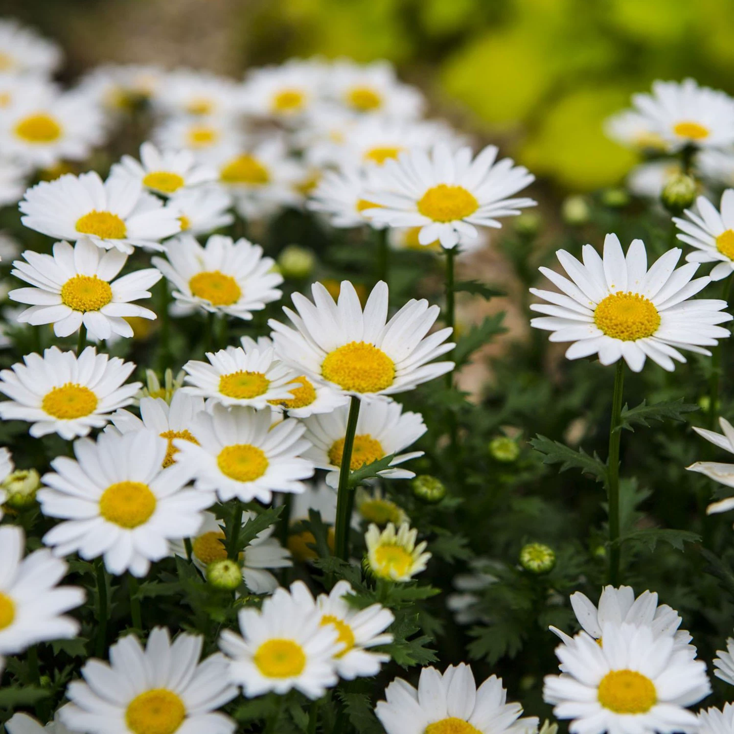 Маленькая Ромашка Белый Кристалл Семена Хризантемы, посеянные весной и осенью Многолетние укорененные садовые Ландшафтные цветы, посеянные в четыре сезона Легко жить Семена цветов
