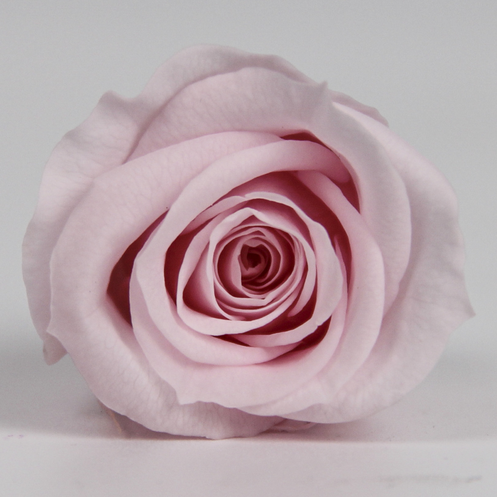 Caja de 21 flores rosas de grado B, 2-3 cm.
